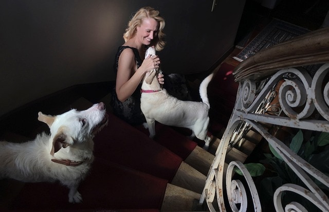 Chien dans un escalier